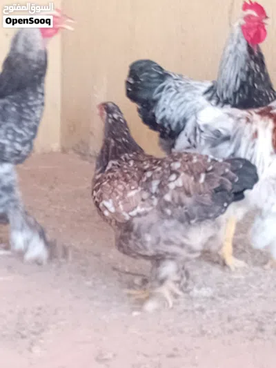 للتقيم والبيع 3
