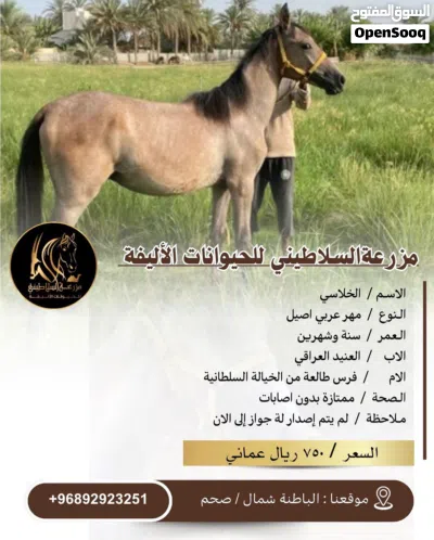 يتوفر خيول للبيع عربي ومهجن 4