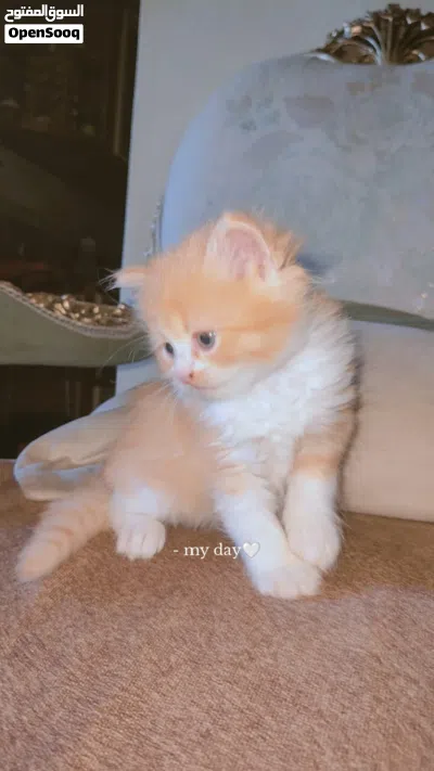 قطط شيرازى 2