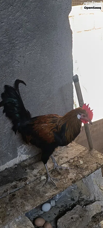 سلام عليكم متوفر ثلاث ديوجه كويتي 3
