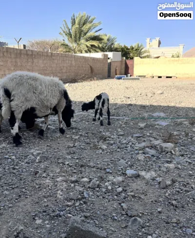 للبيع جعد عمانيات اصل بدون تهجين سمان وحدة تحتها كبش عمره اسبوعين والثانية عشار قريب تولد العد3 2