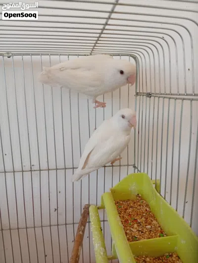 للبيع جوز روز ابيض 3