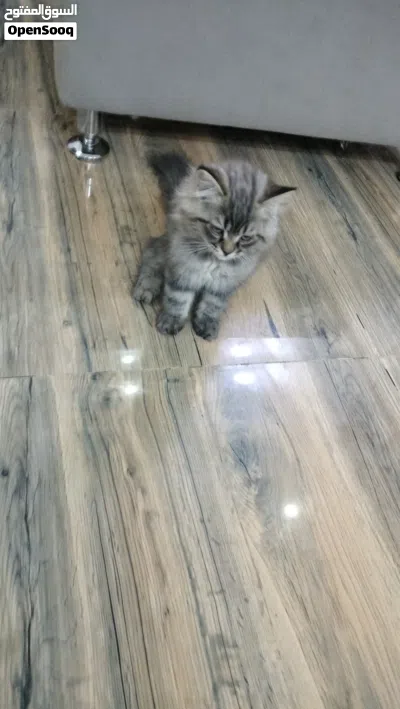 قط شيرازي جميل 3