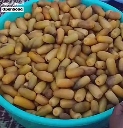 رطب نغال في مسقط 2