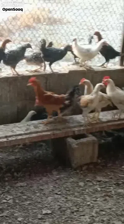 دجاج عماني،،الحجم ريال omani checken 3