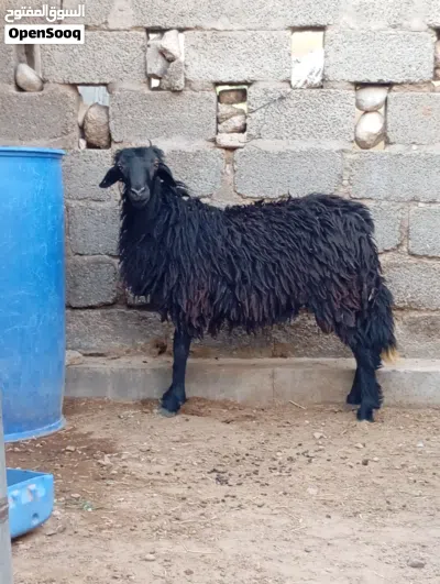 كبش عماني اصل 4