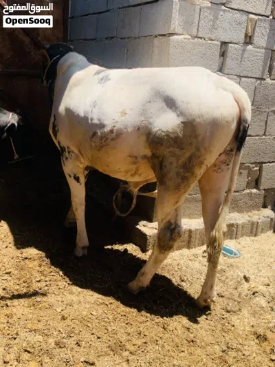 عجل سمين وحلو معلوف براسه سعره 2,500 مكاني بصره شط ألعرب الكباسي 2