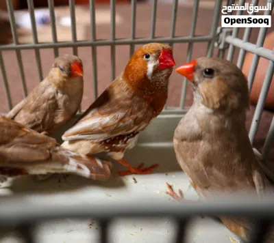 زيبرا حضيرة تامة 2