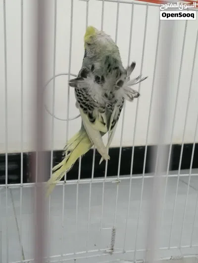 طيور حب نثية هاجرمو شكري برصاصي 4