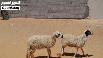 2فطايم وطنيات خوات توميات مشالله ناشطات وسليمات عمرهم ف 5شهور متع تربيه ربي يبارك..... 2