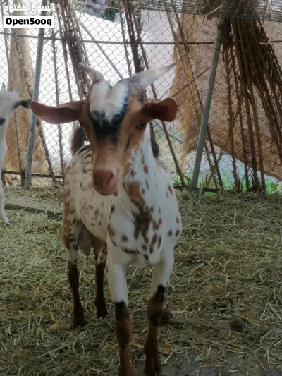 ماعز. غنم للبيع 3