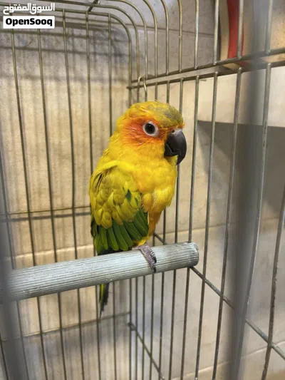 صن كنيور Sun Conure 3