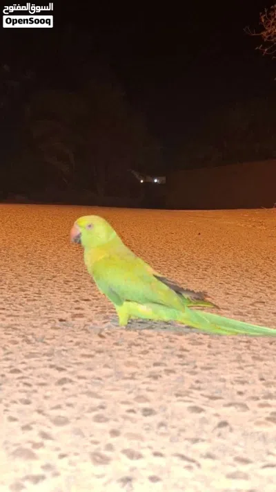ببغاء أليف 3