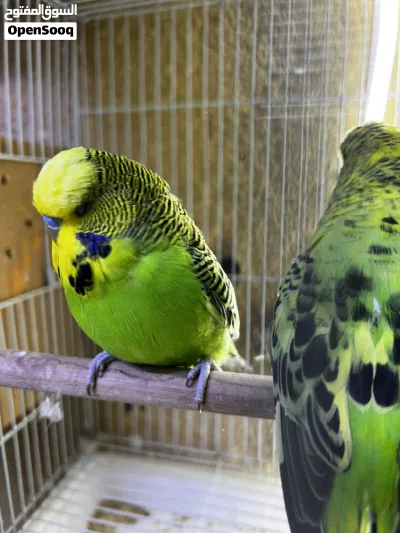 متاح زوج نكليزي بسعر مناسب تفاصيل بل وصف 2