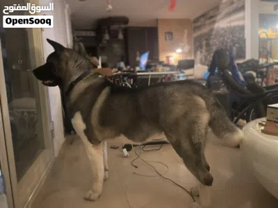 American Akita 4