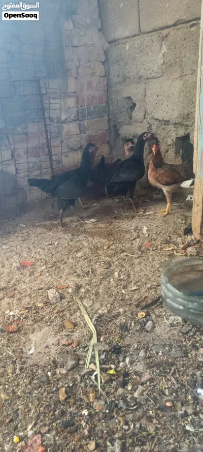 سلام عليكم دجاجات البيع مال بيت حلوات بيع شلع سعر زوج 25 شراي راسلني واتساب عمرهن 5 شهر 4