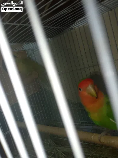 للبيع زوج روز (Lovebird) جاهز للإنتاج 3