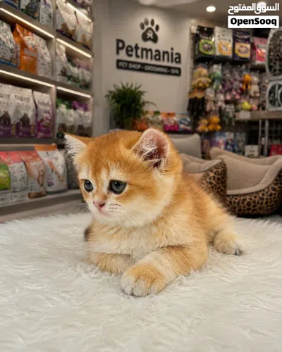 Golden Chinchilla 2