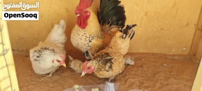 كيني للبيع 3