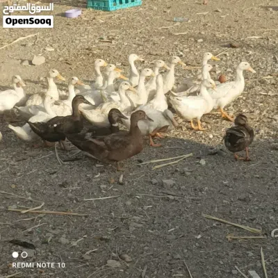 بط محلي صغار و كبار 2