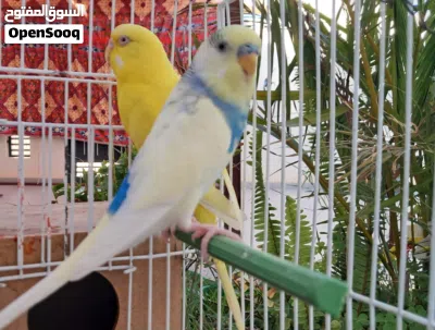 كوبيه بقلينو ريش درجة أولى بيع او تبديل 2