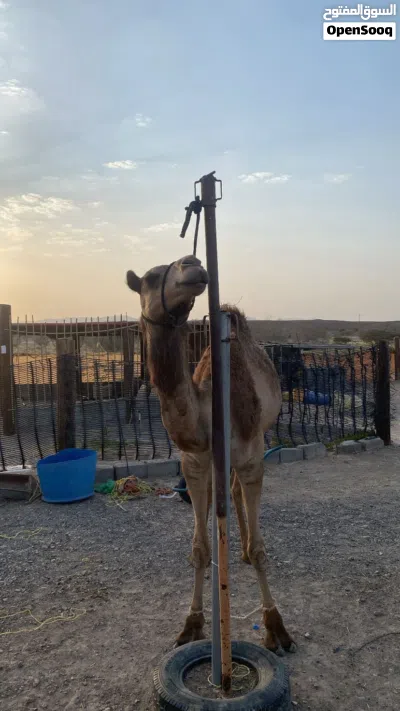 ناقه للبيع 3