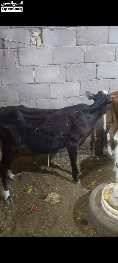 يا الله بجره سمينه خير من الله توزن 85 كيلو السعر مليون و150 2