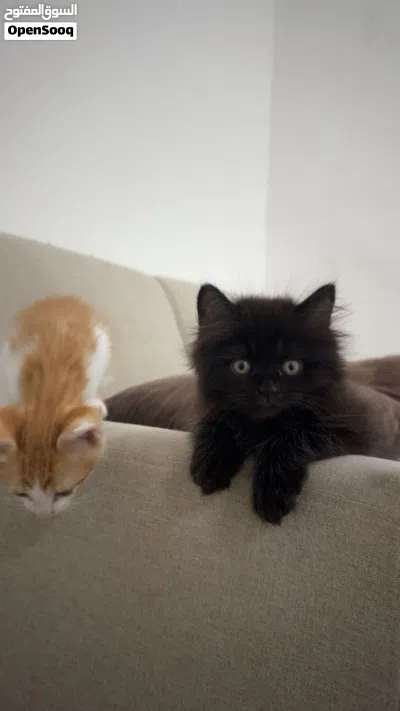 قطه صغيره 5 شهورkitten for sale 4