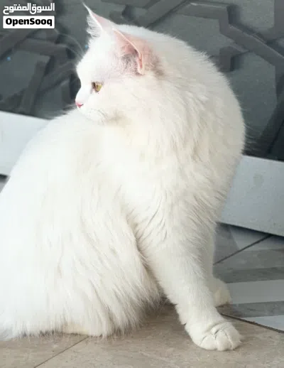 للبيع قطة شيرازية 3