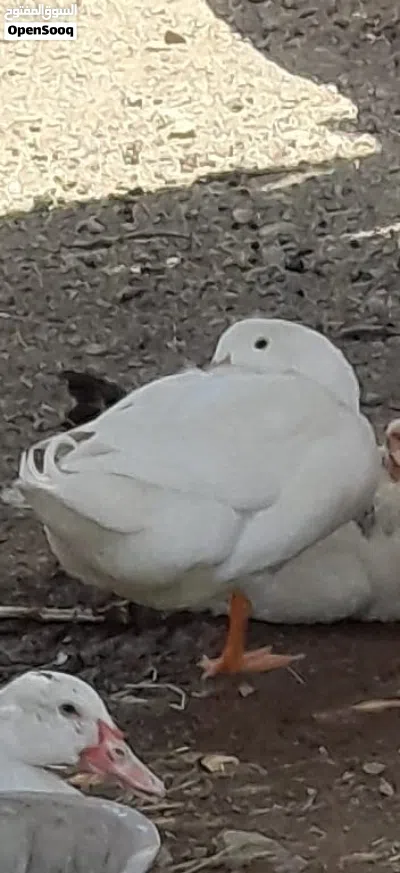 بيع بطتان البطه البيضاء وبطه سوداء البطه البيضاء بكيني فرنسي والبطه السوداء بطه محليه 4