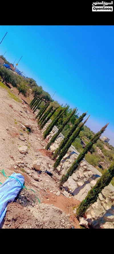 مزرعة للبيع 5030 م ناعور المشقر غرب الجامعة الألمانية مطلة على فلسطين ممكن قبول سيارة حديثة من الثمن 2