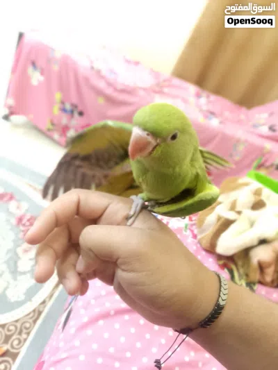 ببغاء دره هندي اقرأ الوصف 4