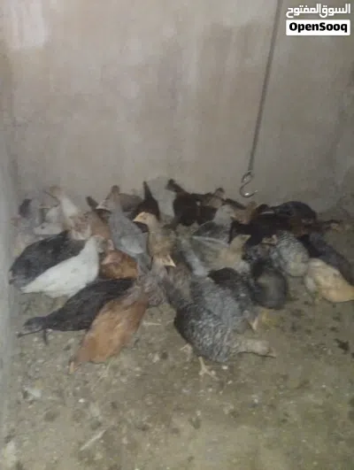 دجاج للبيع بلدي و فيومي 2