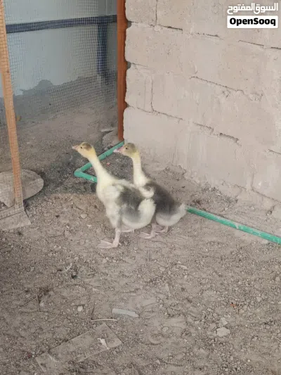 undefined 3