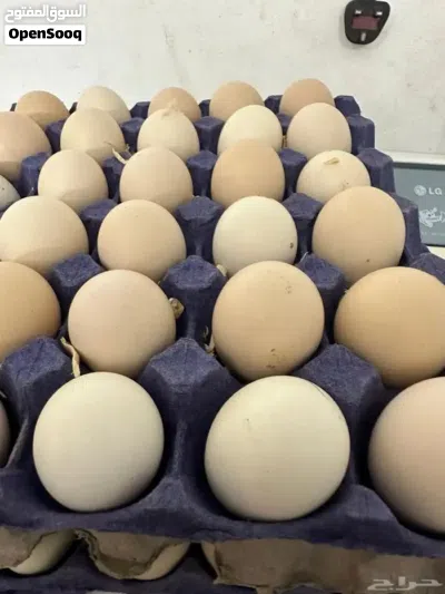 بيض فيومي بيور و بيض فرنسي بيور 4