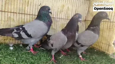 حمام بكستاني هارا 4