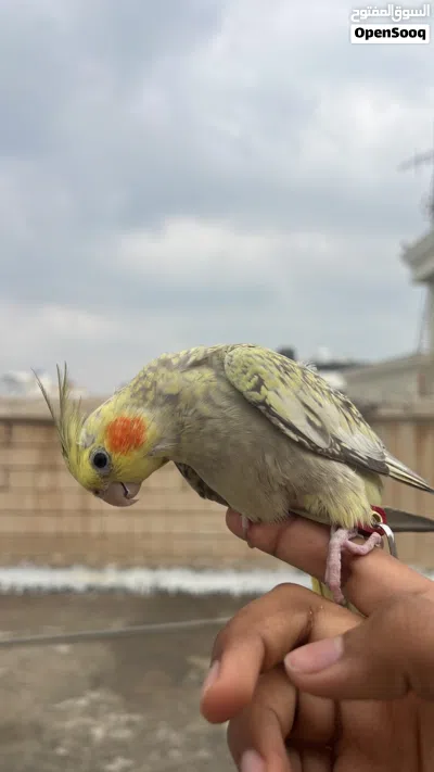 cockatiel tamed 1 year old 2