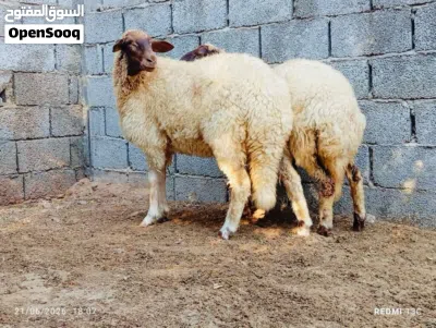 زوز تنيات برقاويات درجة اولى تبارك الرحمن 4