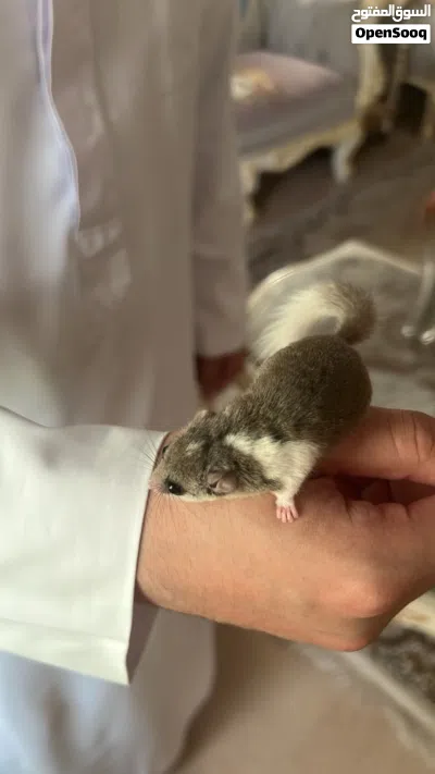 سنجاب Micro Squirrel 3