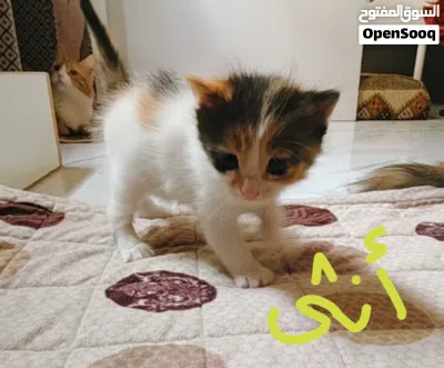 للبيع كيتتن 1ذكر و 2 أنثى 2