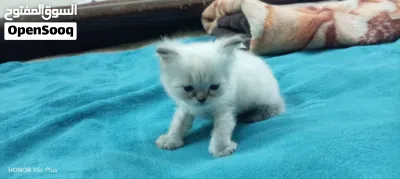 Kitten, cute, smart, 50 fix 3