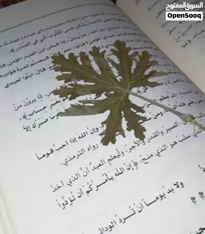 زهور وأوراق شجر طبيعية محنطة يدوياً - تحف فنية فريدة 2