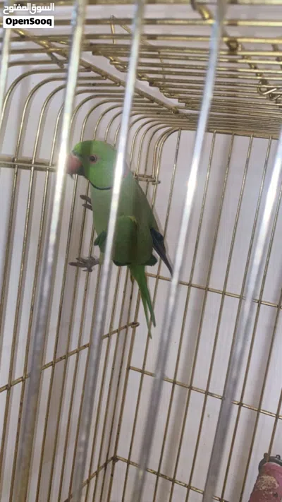 ببغا الذره الهندي ذكر 2