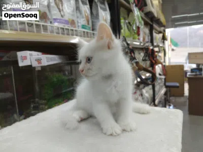 kitten person 3