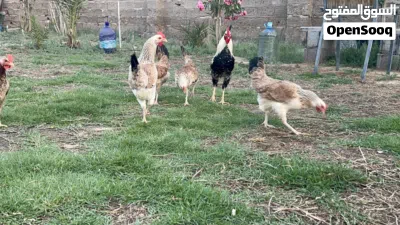 متاح بيض دجاج دندرواي خط اول 4