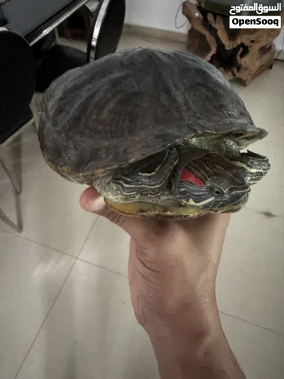 للبيع- السلحفاة حمراء الأذنين (The red-eared slider turtle) 2