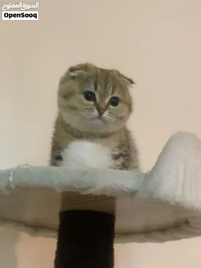 سكوتش فولد بيور للبيع 3