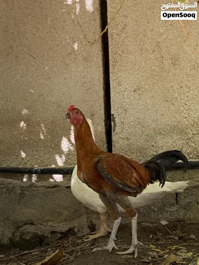 دياكا باكستاني امورهن طيبه 4