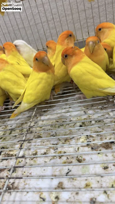 مجموعة طيور للبيع روز الاورنج ازواج محلية بصحة وعافية والكل الطيور منتجة وحجم ممتاز الحمدلله 2
