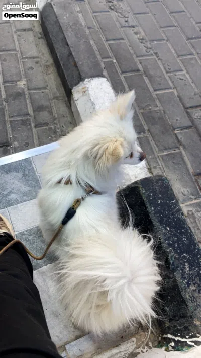 كلب بومرينيون عمر سنتين ماخد كل مطاعيمو 3